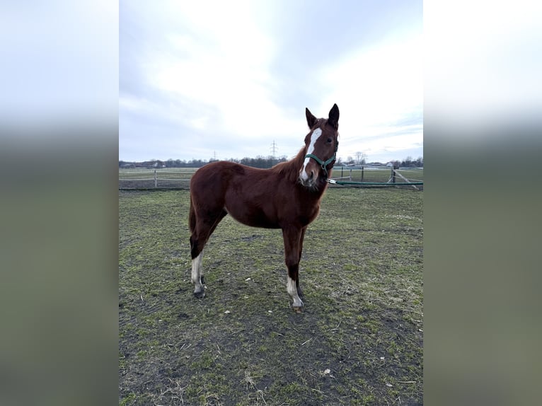 Alt Oldenburg Mare 1 year 16 hh Chestnut-Red in Bad Laer