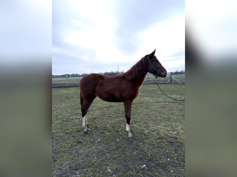 Alt Oldenburg Mare 1 year 16 hh Chestnut-Red in Bad Laer