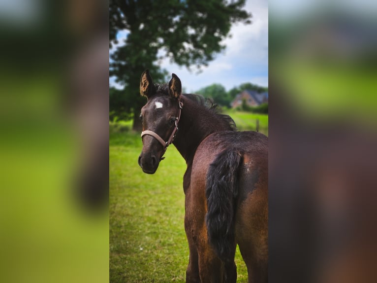 Alt Oldenburg Mare 1 year 16,1 hh Black in D&#xF6;tlingen
