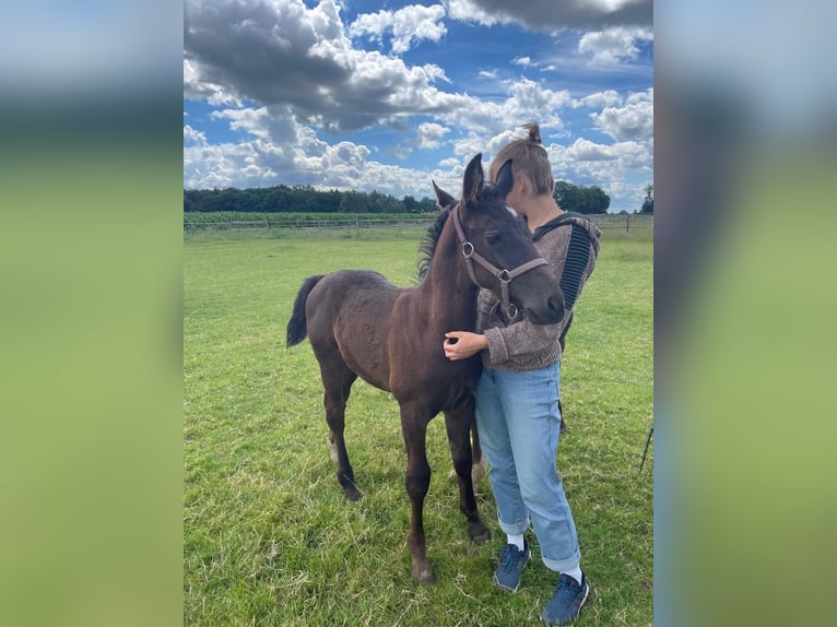 Alt Oldenburg Mare 1 year 16,1 hh Black in D&#xF6;tlingen