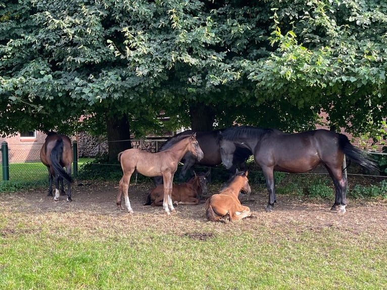 Alt Oldenburg Mare 1 year 16,1 hh Black in D&#xF6;tlingen