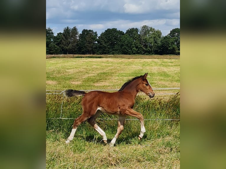 Alt Oldenburg Mare 1 year Brown in Moormerland