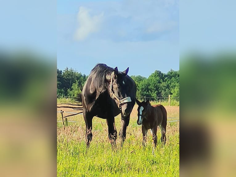 Alt Oldenburg Mare 1 year Brown in Moormerland