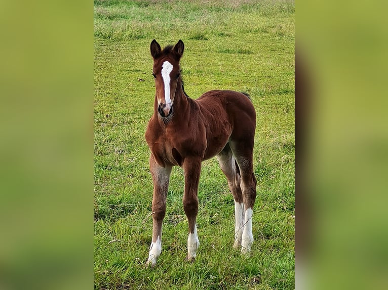 Alt Oldenburg Mare 1 year Brown in Moormerland