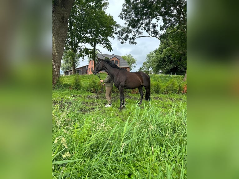 Alt Oldenburg Mare 20 years 16,1 hh Smoky-Black in Witzwort