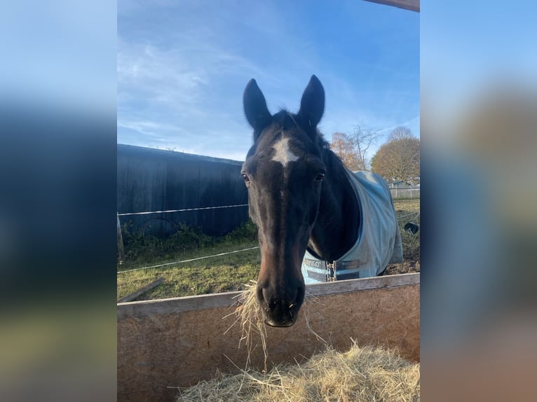 Alt Oldenburg Mare 20 years 16,2 hh Bay-Dark in Chursdorf