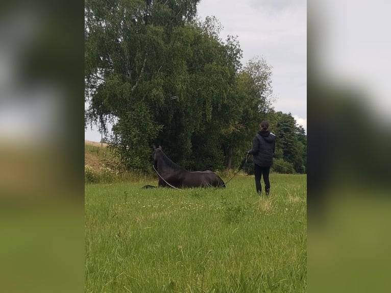 Alt Oldenburg Mare 20 years 16,2 hh Bay-Dark in Chursdorf