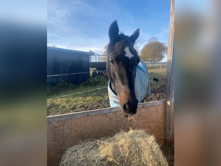 Alt Oldenburg Mare 20 years 16,2 hh Bay-Dark in Chursdorf