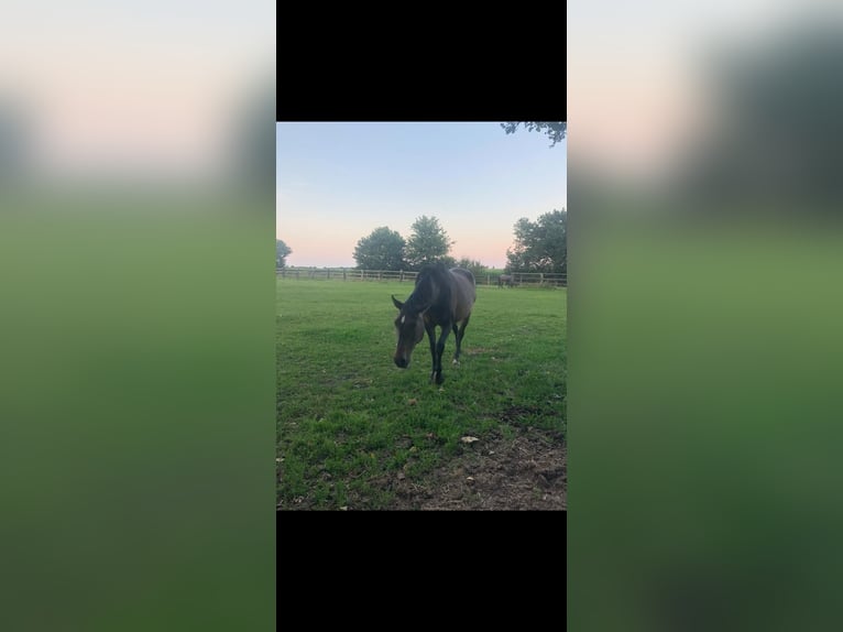 Alt Oldenburg Mare 24 years 16,3 hh Brown in Wadersloh