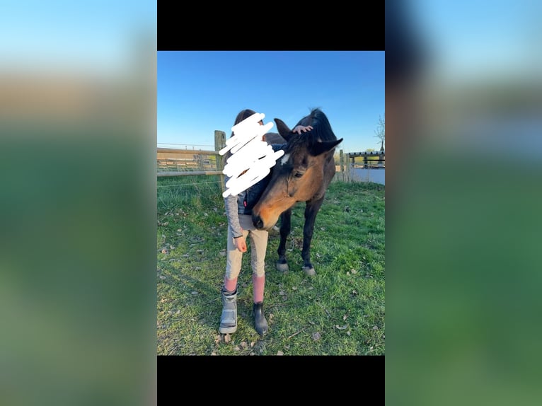 Alt Oldenburg Mare 24 years 16,3 hh Brown in Wadersloh