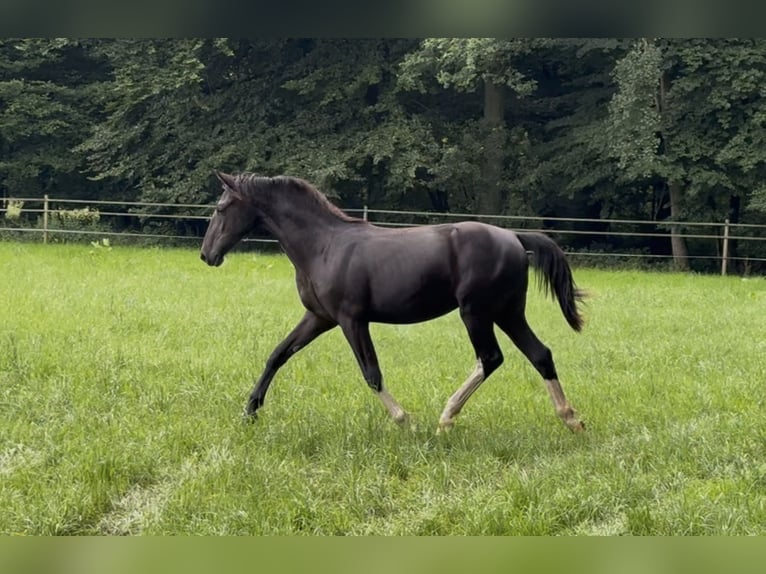 Alt Oldenburg Mare 2 years 16 hh Black in Emsbüren