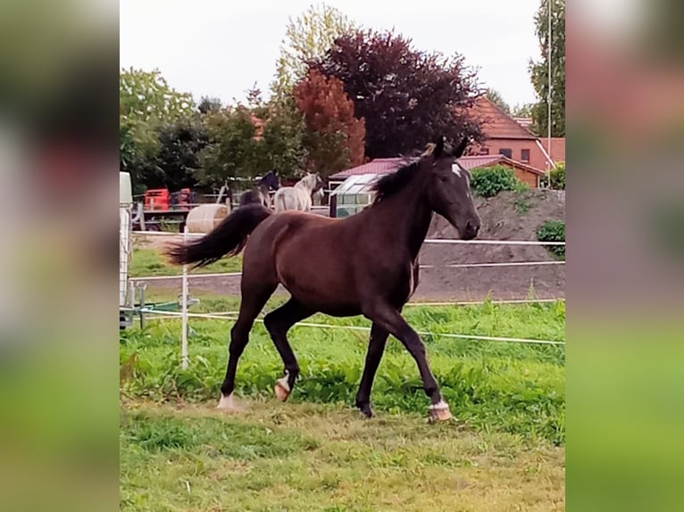 Alt Oldenburg Mare 2 years 16,2 hh Smoky-Black in Neukamperfehn