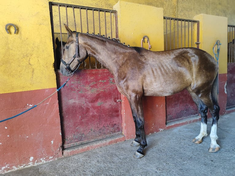 Alt Oldenburg Mix Mare 2 years Grey in Aznalcollar