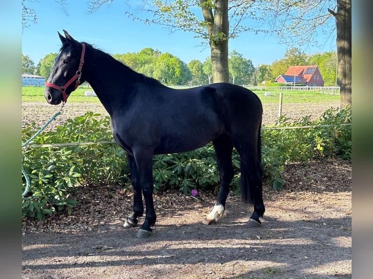 Alt Oldenburg Mare 3 years 15,2 hh Black in Fürstenau