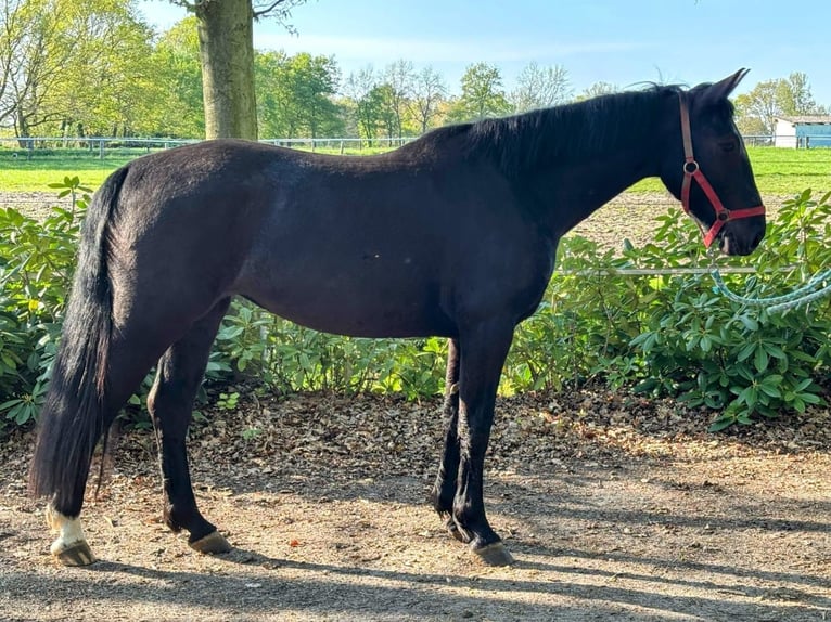 Alt Oldenburg Mare 3 years 15,2 hh Black in Fürstenau