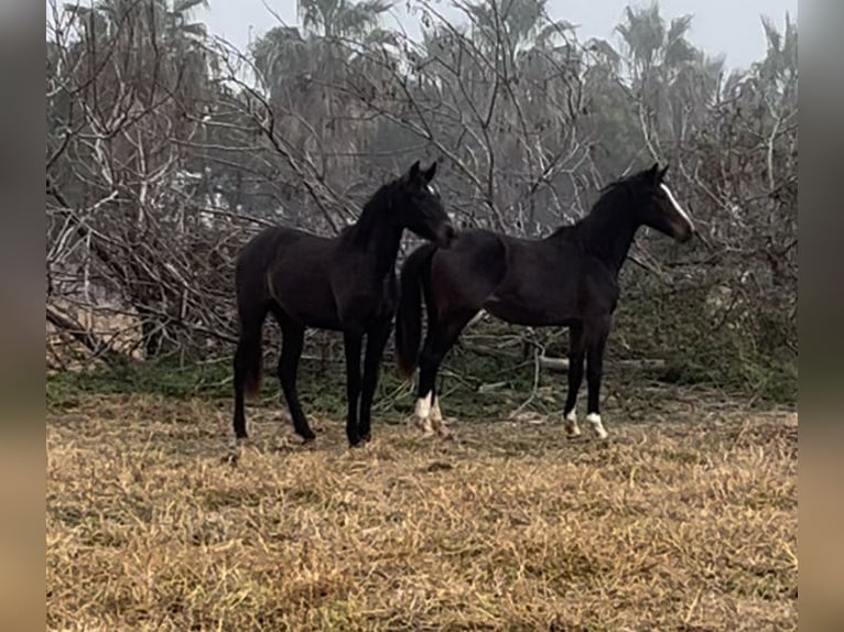 Alt Oldenburg Mare 3 years in Alquerias De Santa Barbara