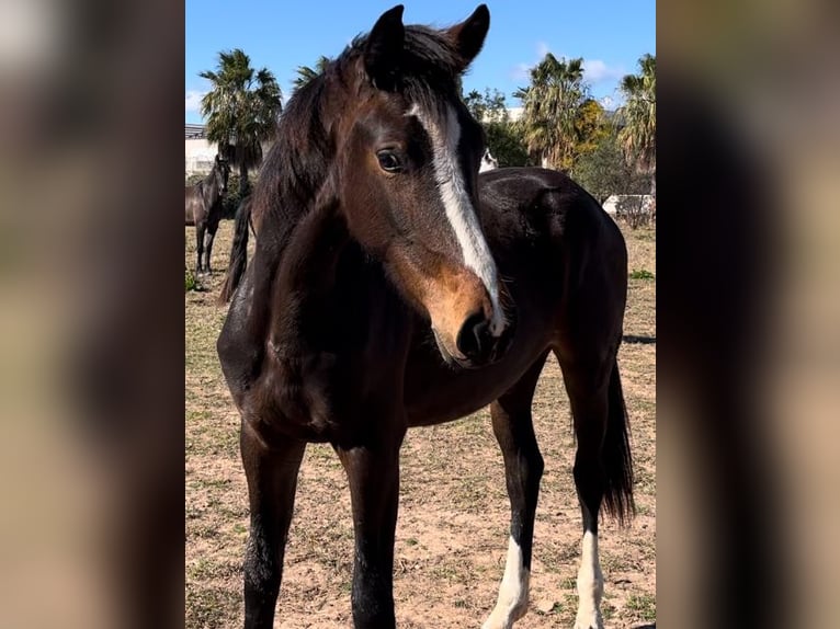 Alt Oldenburg Mare 3 years in Alquerias De Santa Barbara