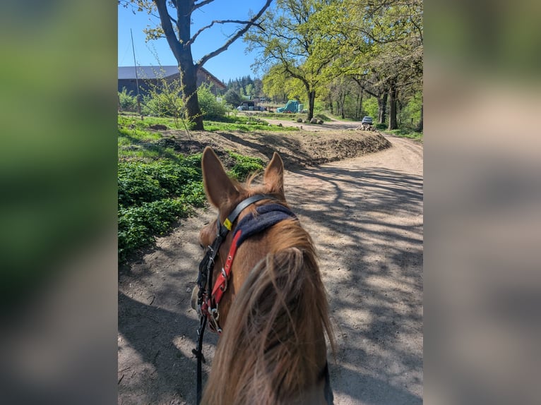 Alt Oldenburg Mix Mare 4 years 15,2 hh Chestnut-Red in Jesteburg