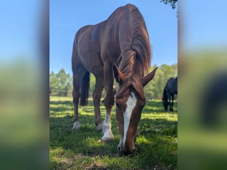 Alt Oldenburg Mare 4 years 15,2 hh Chestnut-Red in Jesteburg