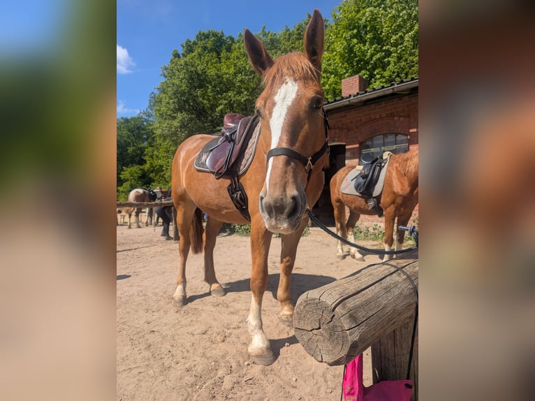Alt Oldenburg Mare 4 years 15,2 hh Chestnut-Red in Jesteburg