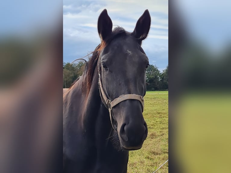 Alt Oldenburg Mare 4 years 16 hh Black in Moormerland