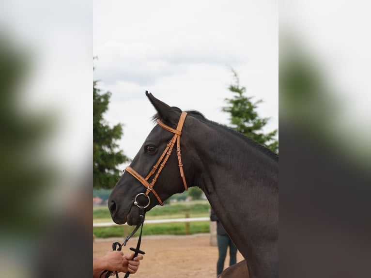 Alt Oldenburg Mare 4 years 16 hh Black in Rhinow