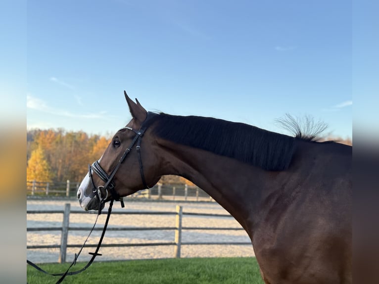 Alt Oldenburg Mare 4 years 16,2 hh Bay-Dark in Bonefeld