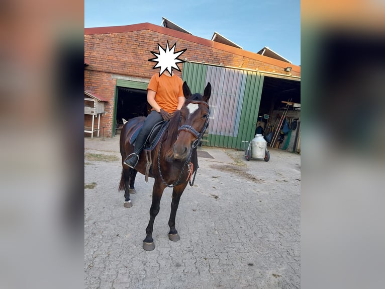 Alt Oldenburg Mare 5 years 15,1 hh Bay-Dark in Rhede