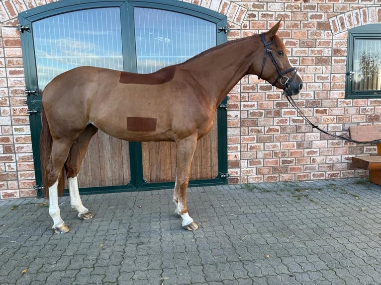 Alt Oldenburg Mare 6 years 17 hh Chestnut-Red in Bonefeld