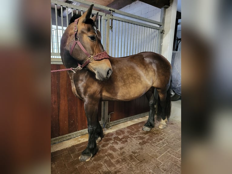 Alt Oldenburg Mare 7 years 15,1 hh Bay-Dark in Wilhelmshaven