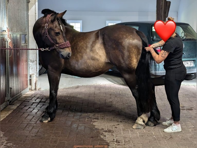 Alt Oldenburg Mare 7 years 15,1 hh Bay-Dark in Wilhelmshaven