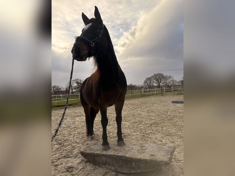 Alt Oldenburg Mare 7 years 15,1 hh Bay-Dark in Südbrookmerland Victorbur