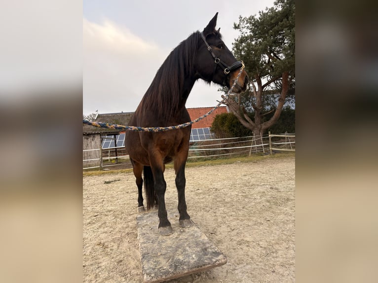 Alt Oldenburg Mare 7 years 15,1 hh Bay-Dark in Südbrookmerland Victorbur