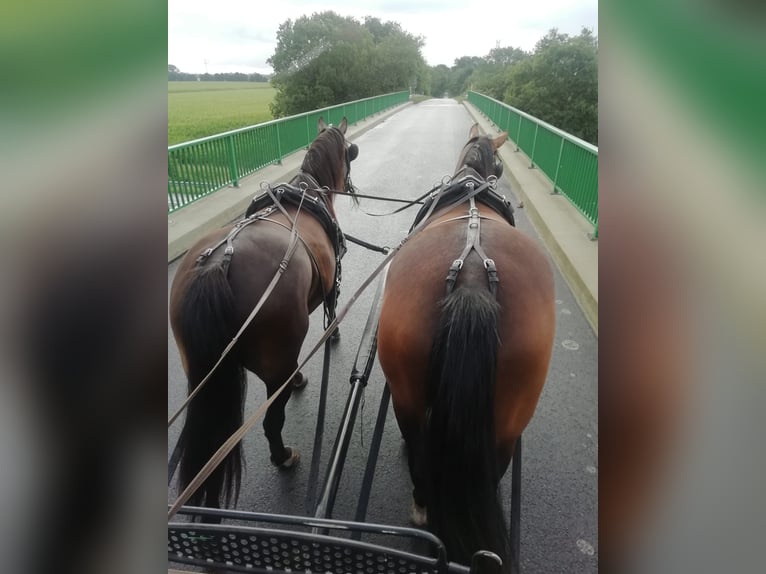 Alt Oldenburg Mare 7 years 15,1 hh Bay-Dark in Südbrookmerland Victorbur