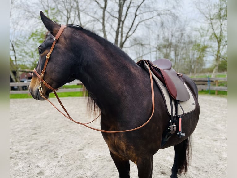 Alt Oldenburg Mare 7 years 15,1 hh Bay-Dark in Südbrookmerland Victorbur