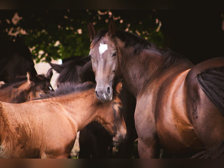 Alt Oldenburg Mare 8 years 15,1 hh Bay-Dark in D&#xF6;tlingenD&#xF6;tlingen