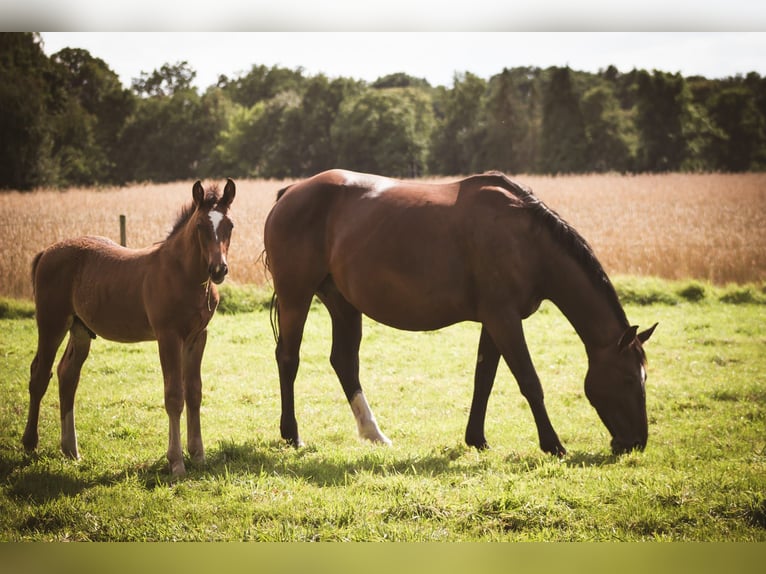 Alt Oldenburg Mare 8 years 15,1 hh Bay-Dark in D&#xF6;tlingenD&#xF6;tlingen