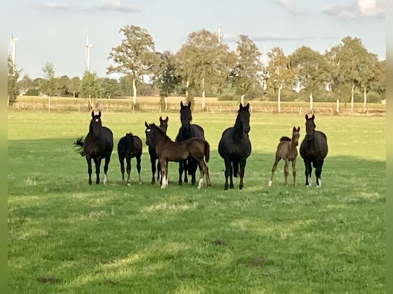 Alt Oldenburg Mare 8 years 15,1 hh Bay-Dark in D&#xF6;tlingenD&#xF6;tlingen