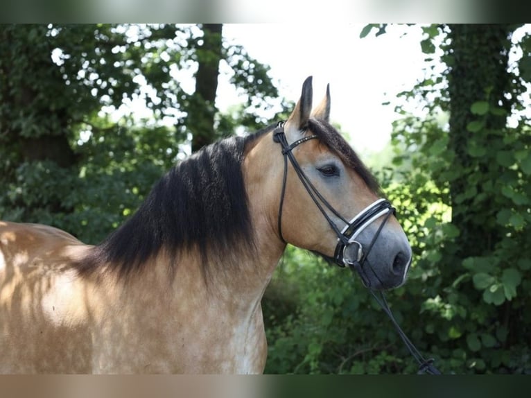 Alt Oldenburg Mare 9 years 15,1 hh in Jever