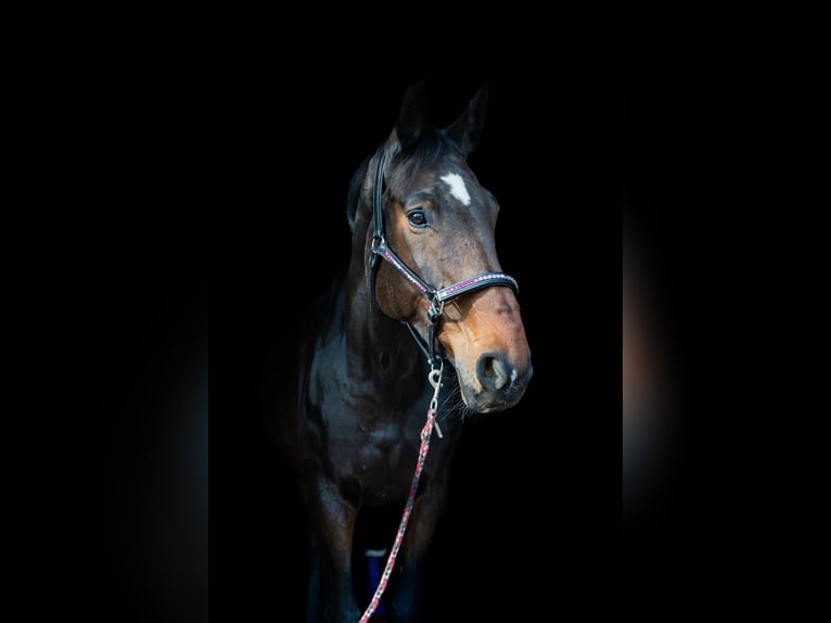 Alt Oldenburg Mare 9 years 17,1 hh Bay-Dark in Enger