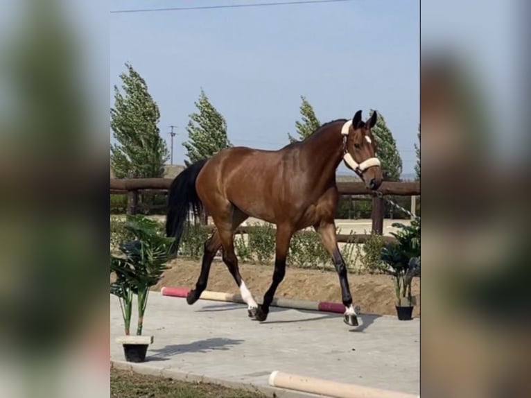 Alt Oldenburg Mare 9 years Brown in sajószentpéter