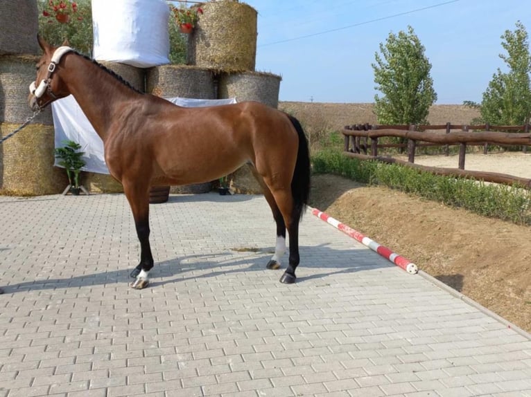 Alt Oldenburg Mare 9 years Brown in sajószentpéter