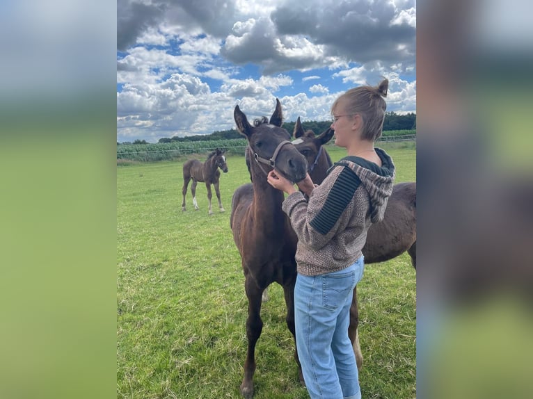 Alt Oldenburg Mare Foal (05/2024) 16,1 hh Black in Dötlingen