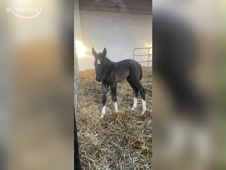 Alt Oldenburg Mare Foal (05/2026) 16.1 hh Black in KrielowGroß Kreutz