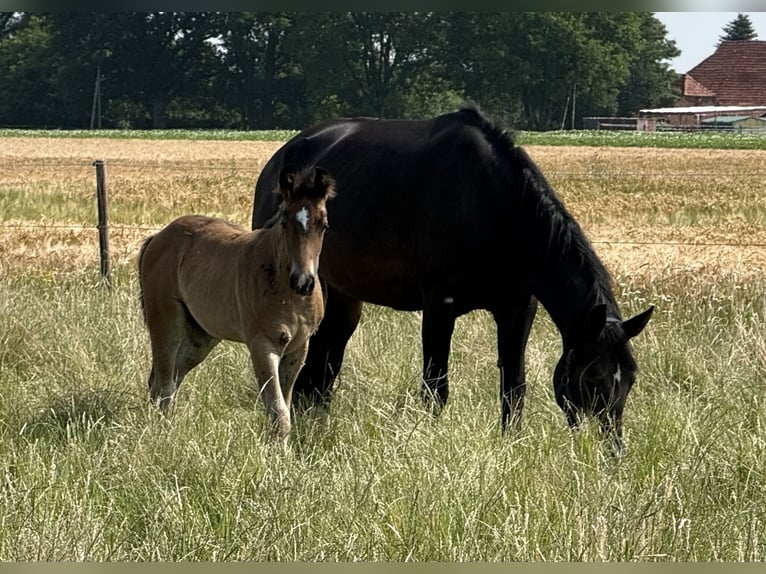 Alt Oldenburg Mare Foal (04/2025) 16 hh Bay-Dark in D&#xF6;tlingen