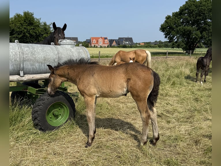 Alt Oldenburg Mare Foal (04/2025) 16 hh Bay-Dark in D&#xF6;tlingen