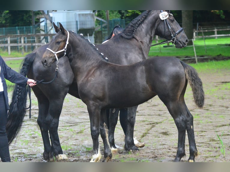 Alt Oldenburg Mare Foal (03/2025) 16 hh Black in Krummh&#xF6;rn