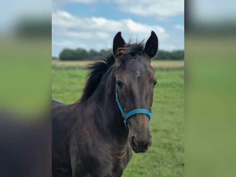 Alt Oldenburg Mare Foal (03/2025) 16 hh Black in Krummh&#xF6;rn