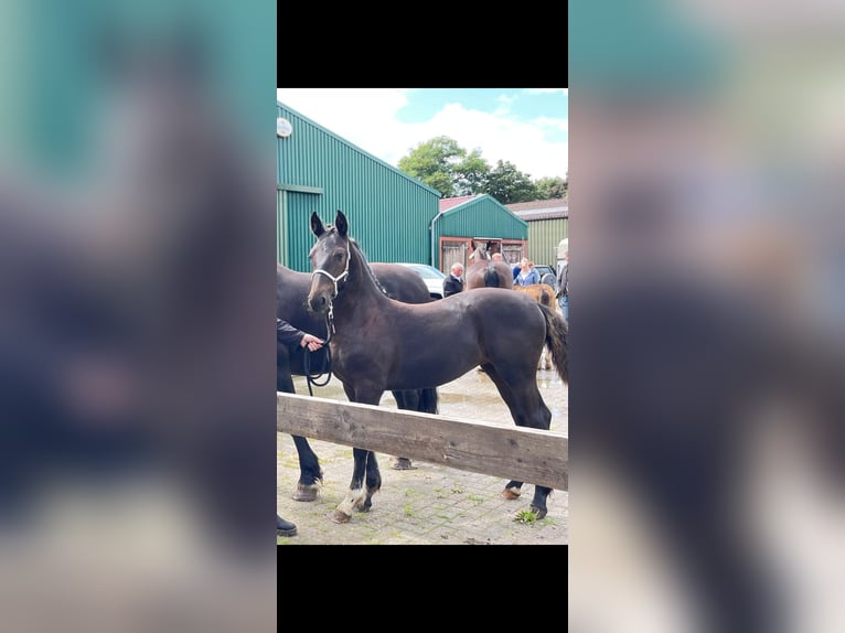 Alt Oldenburg Mare Foal (03/2025) 16 hh Black in Krummh&#xF6;rn