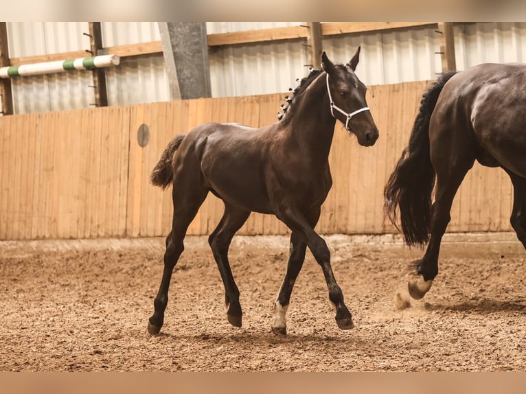 Alt Oldenburg Mare Foal (03/2025) 16 hh Black in Krummh&#xF6;rn